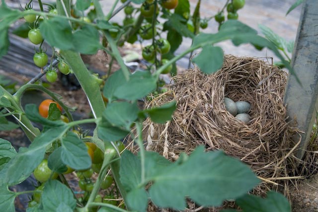 birdsnest